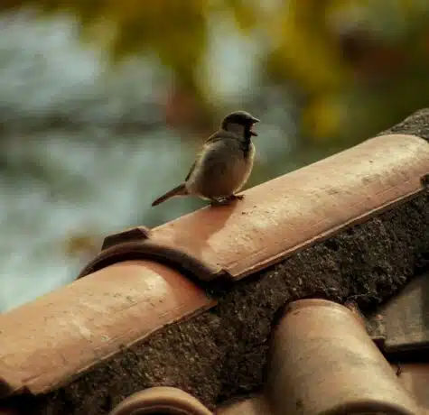bird on roof